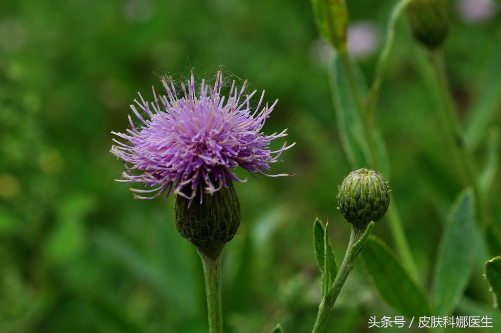 野生刺菜能治什么病,大刺菜的野菜治什么病