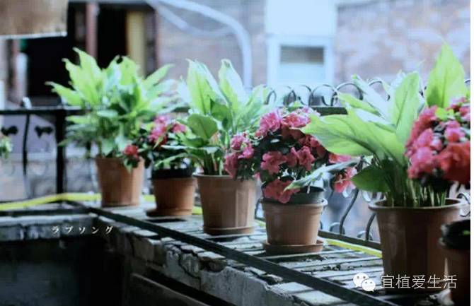 养花容易犯错的六大误区,养花易犯错误