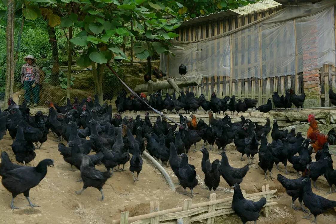 养鸡养羊还养生，德宏的这个地方，去了就不想走了！