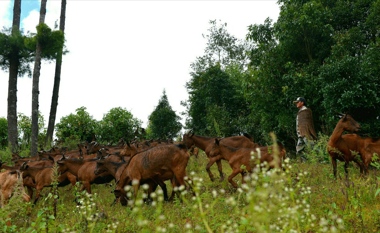 养鸡养羊还养生，德宏的这个地方，去了就不想走了！