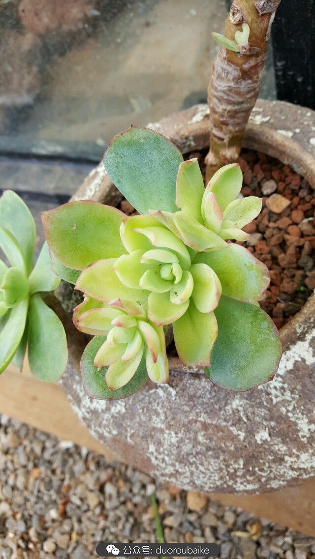 向阳的玻璃花房,玻璃花房设计建造