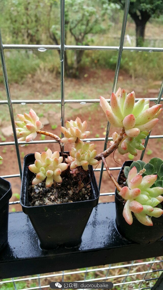 向阳的玻璃花房,玻璃花房设计建造