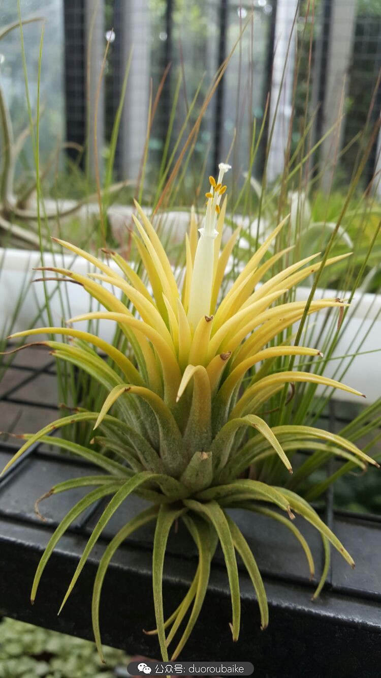 向阳的玻璃花房,玻璃花房设计建造