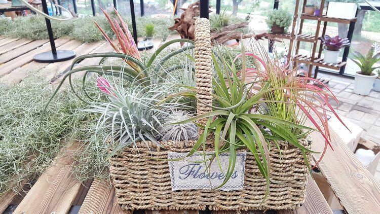 向阳的玻璃花房,玻璃花房设计建造