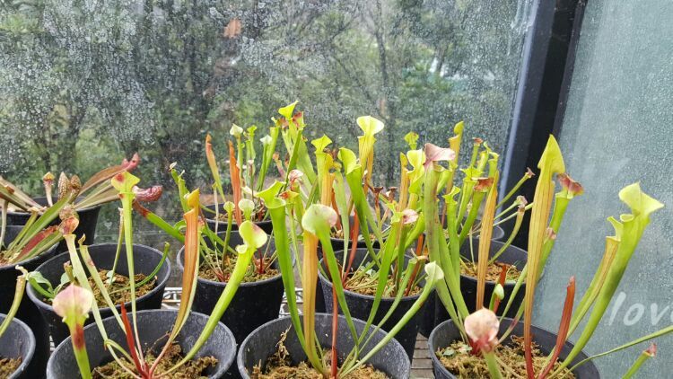 向阳的玻璃花房,玻璃花房设计建造