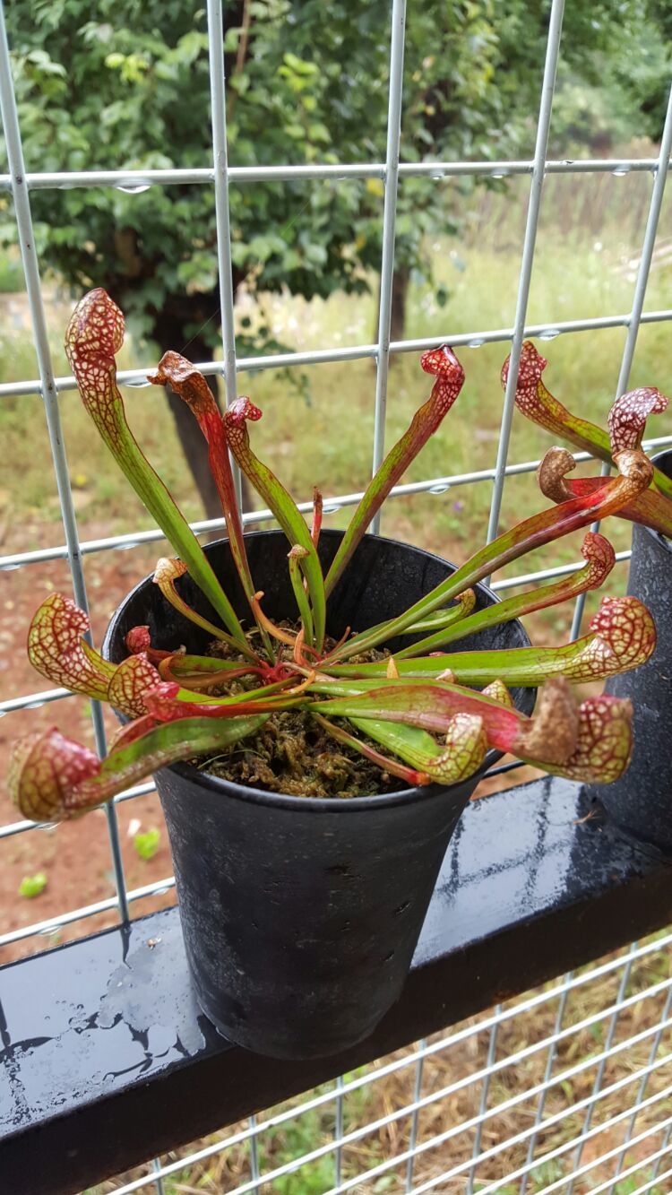 向阳的玻璃花房,玻璃花房设计建造