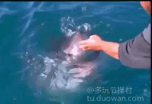 爱情搞笑动态图片,爱情搞笑动态图