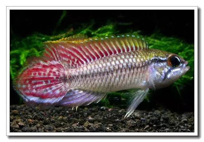 南美短鲷繁殖后注意事项,南美短鲷组缸怎么养