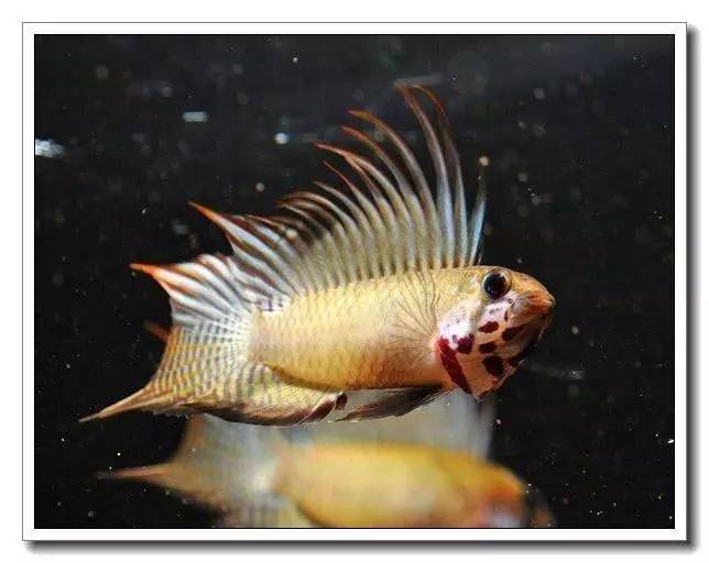 南美短鲷繁殖后注意事项,南美短鲷组缸怎么养