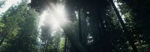 坑爹生存游戏攻略,一个惨绝人寰的生存游戏