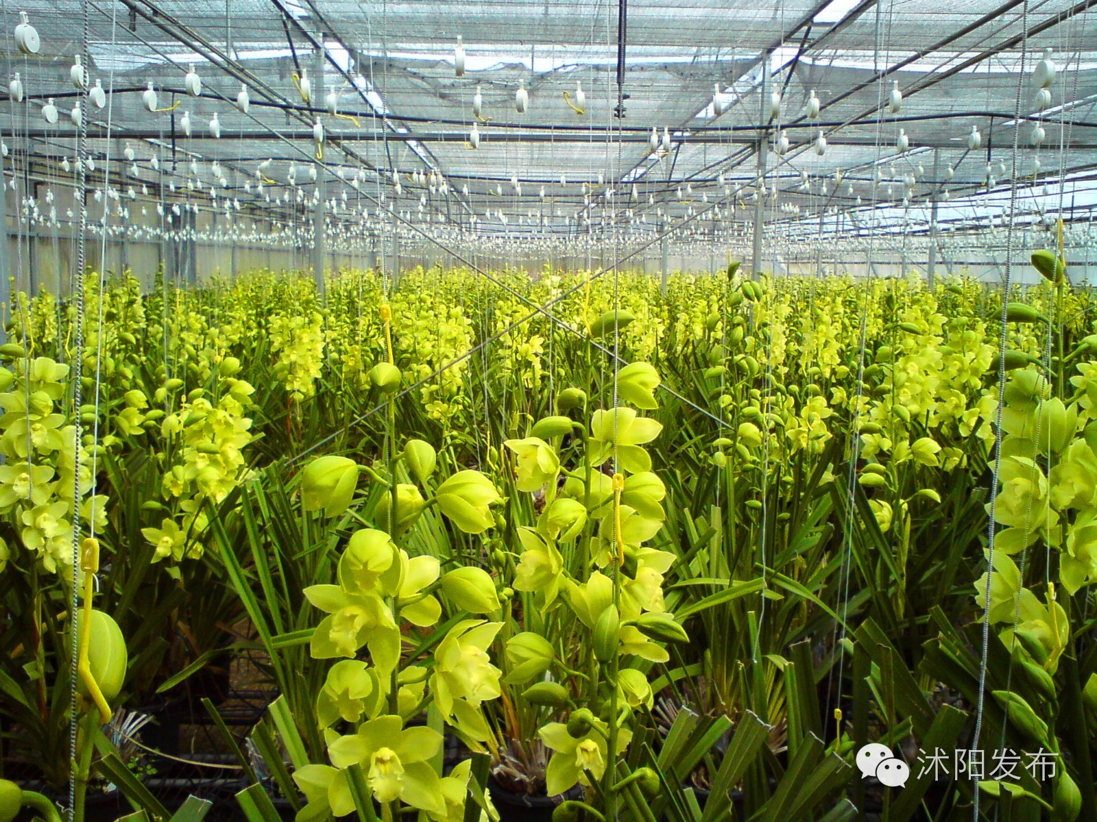 沭阳旅游好去处有哪些,沭阳游玩的地方有哪些