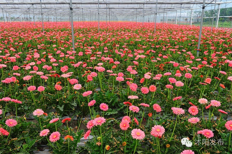 沭阳旅游好去处有哪些,沭阳游玩的地方有哪些