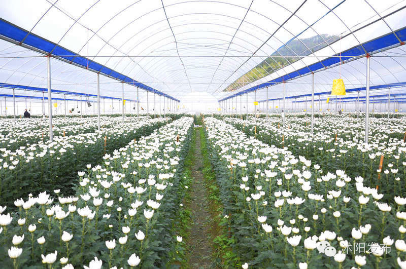 沭阳旅游好去处有哪些,沭阳游玩的地方有哪些