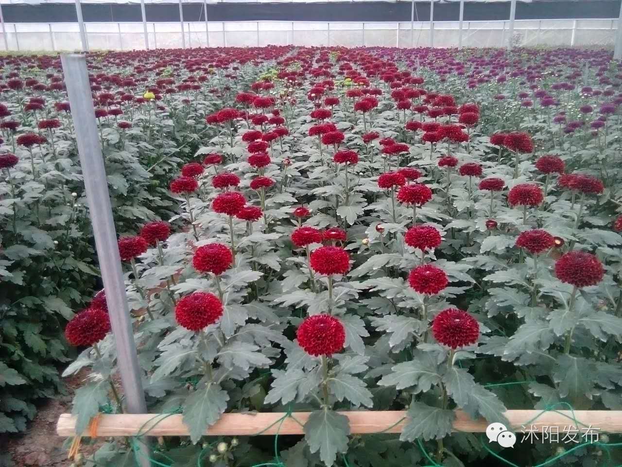 沭阳旅游好去处有哪些,沭阳游玩的地方有哪些