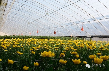 沭阳旅游好去处有哪些,沭阳游玩的地方有哪些