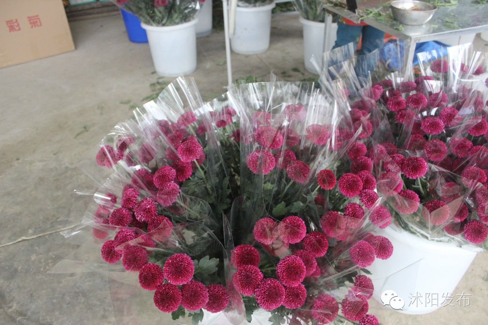 沭阳旅游好去处有哪些,沭阳游玩的地方有哪些