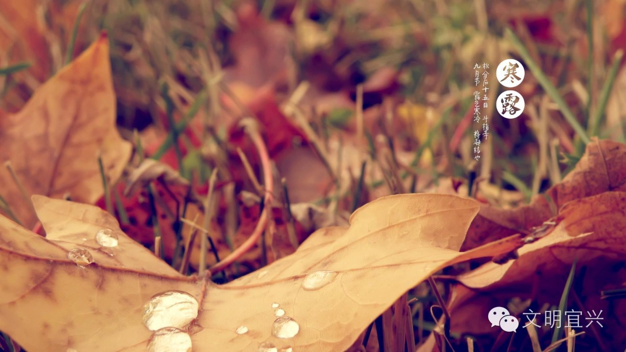 寒露到秋意浓的习俗和养生妙招,寒露时节衣食住行全面提醒