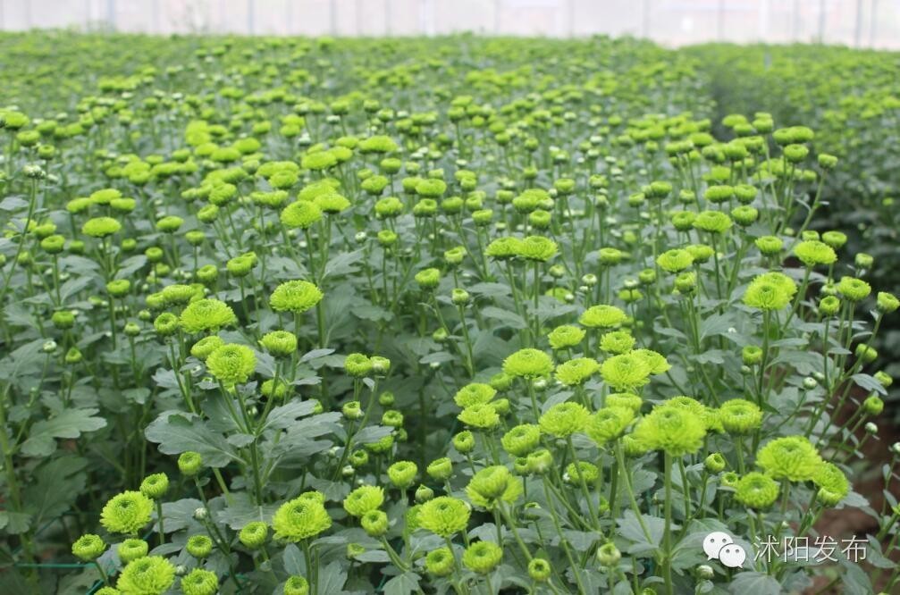 沭阳旅游好去处有哪些,沭阳游玩的地方有哪些