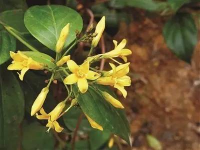 这十二种野菜有毒千万不要吃,这七种野菜有毒不能吃