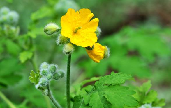 这十二种野菜有毒千万不要吃,这七种野菜有毒不能吃