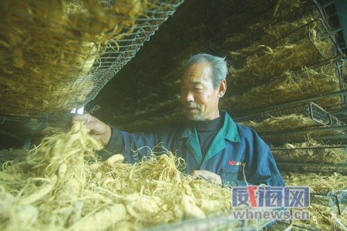 西洋参种植一亩利润,一亩西洋参能收多少鲜参