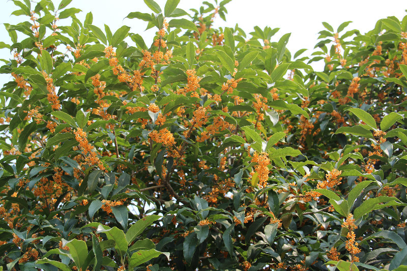 长沙的秋天去哪了,长沙秋天适合去的地方