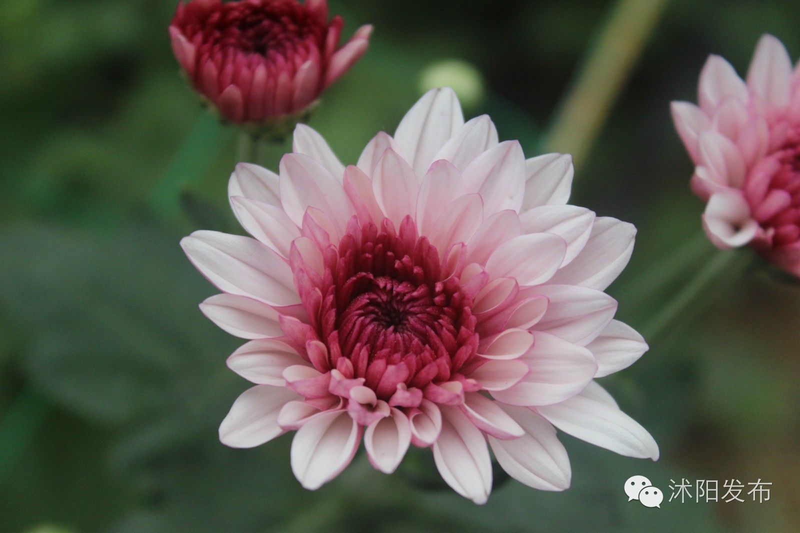 沭阳旅游好去处有哪些,沭阳游玩的地方有哪些