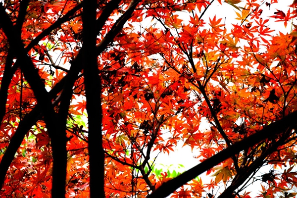 长沙的秋天去哪了,长沙秋天适合去的地方