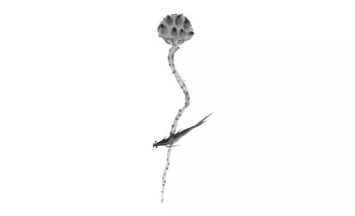 写在竹简上的诗经,诗经中的绝美句子纸质书