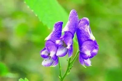 这十二种野菜有毒千万不要吃,这七种野菜有毒不能吃