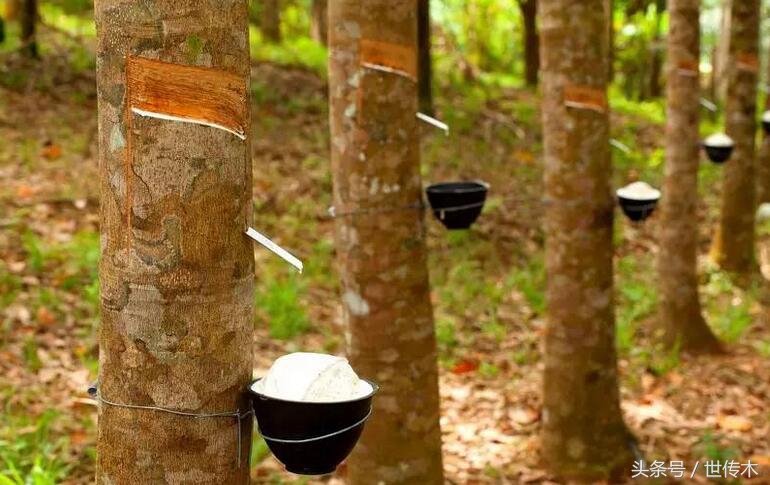 橡胶木真的没有甲醛吗,为什么现在家具都是用橡胶木