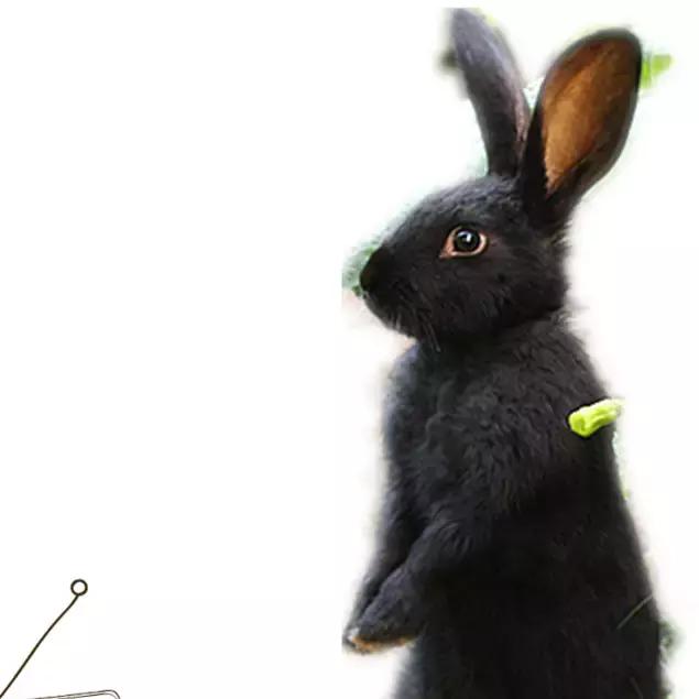 版纳傣族风味餐,版纳芒果饭团