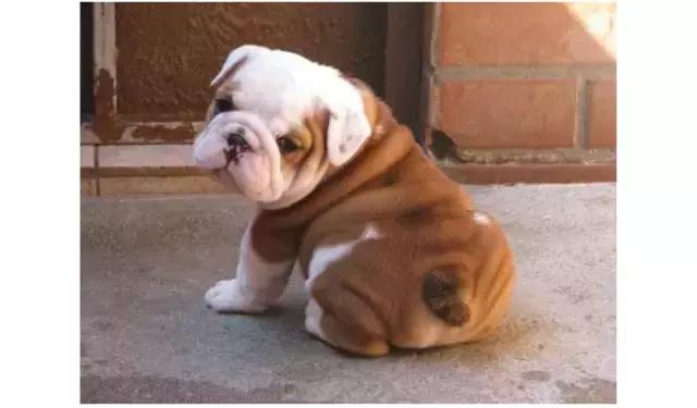 狗狗体臭是什么原因导致,狗狗有体臭怎么去除