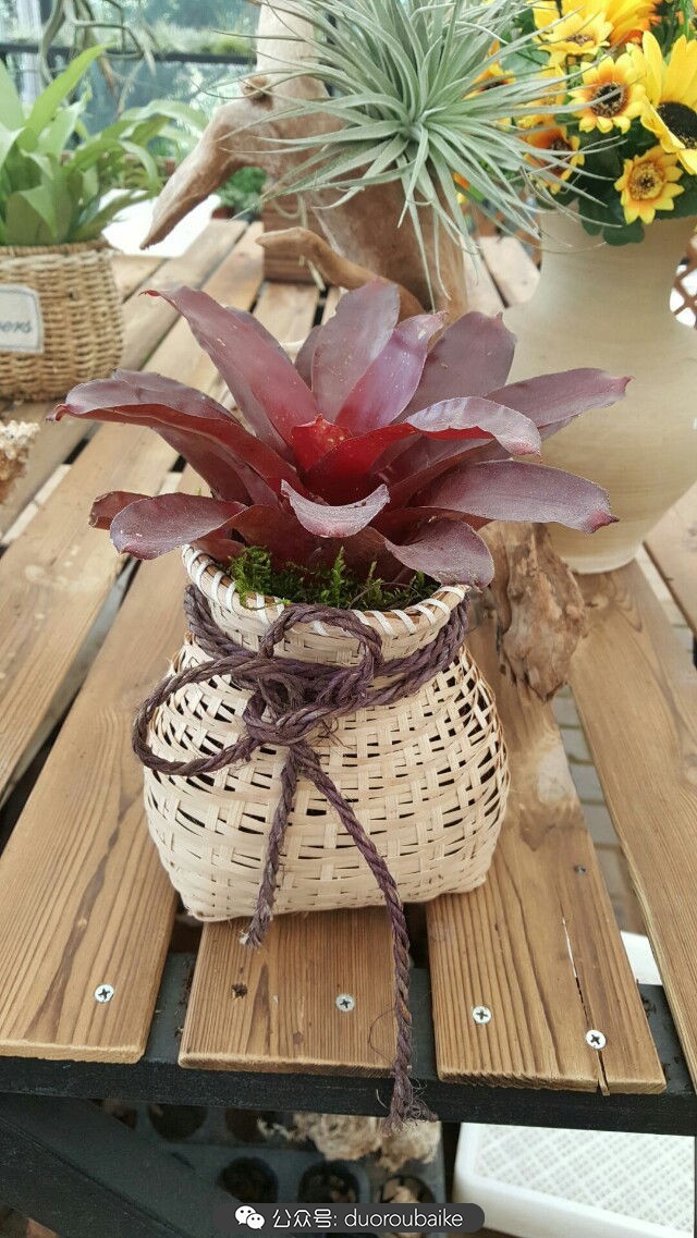 向阳的玻璃花房,玻璃花房设计建造