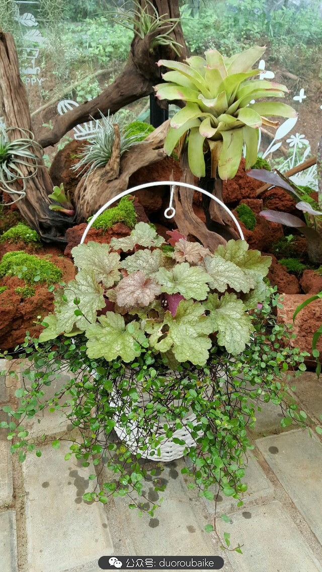 向阳的玻璃花房,玻璃花房设计建造