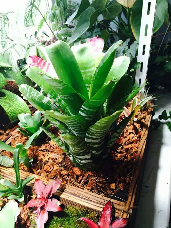 向阳的玻璃花房,玻璃花房设计建造