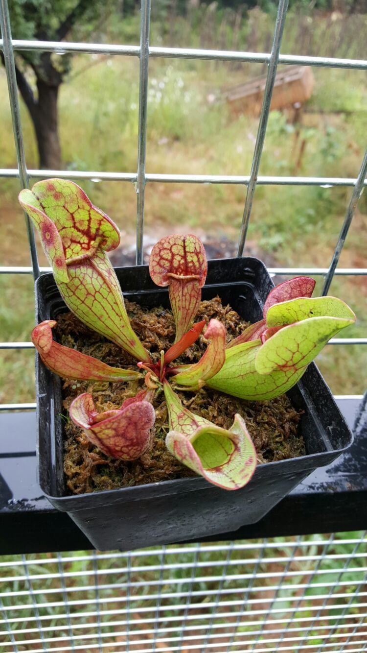 向阳的玻璃花房,玻璃花房设计建造