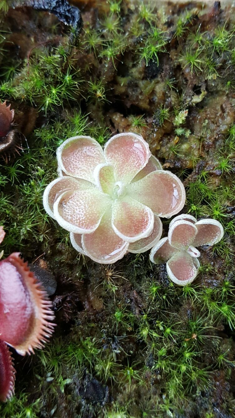 向阳的玻璃花房,玻璃花房设计建造