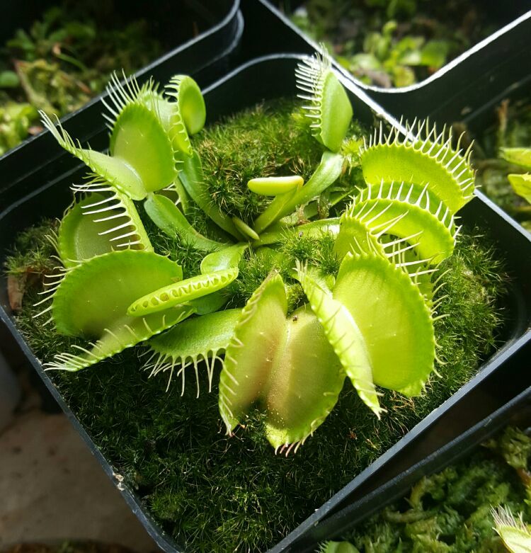 向阳的玻璃花房,玻璃花房设计建造