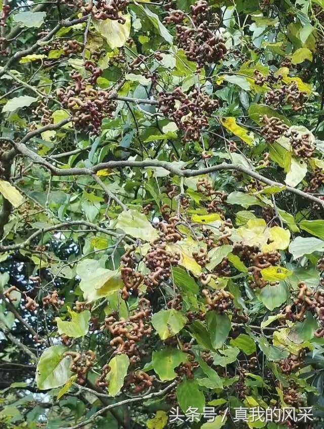 好食又好玩的广东信宜，约吗？