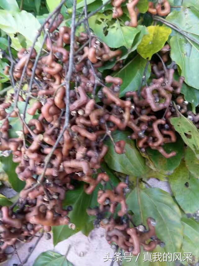 好食又好玩的广东信宜，约吗？