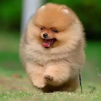 一梦谈狗：房子小不好养狗？帮你挑只博美吧...