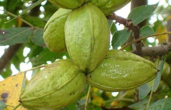 最养胎的九种坚果,坚果有哪些种类怀孕不能吃的