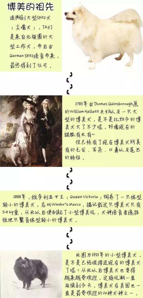 一梦谈狗：房子小不好养狗？帮你挑只博美吧...