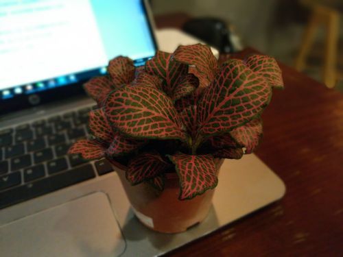 光荣畅玩6x双摄拍照效果怎么样,光荣畅玩6x参数配置详情