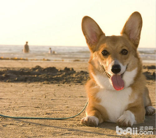 狗狗毛发日常养护,哪种小体狗狗毛好打理些