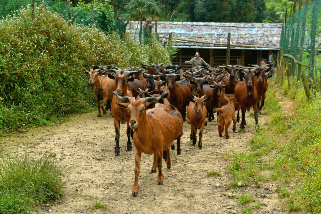 养鸡养羊还养生，德宏的这个地方，去了就不想走了！