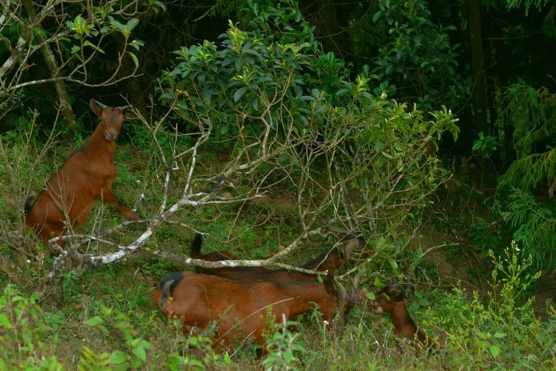 养鸡养羊还养生，德宏的这个地方，去了就不想走了！