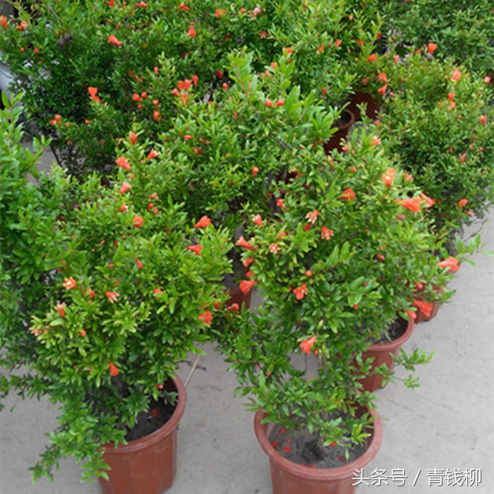 盆栽果树苗的养护,果树盆栽培育