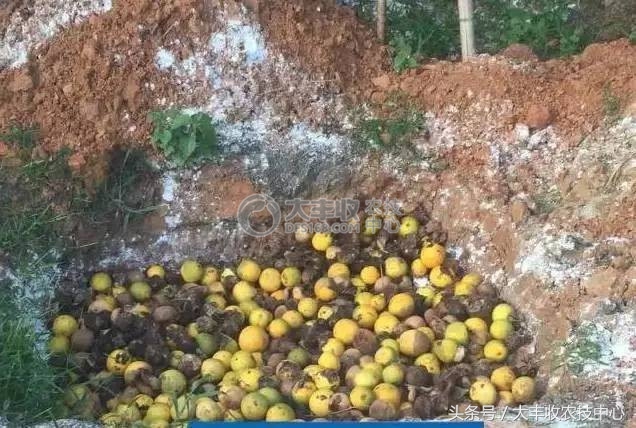 柑橘里长蛆虫能吃吗,吃到蛆柑怎么办